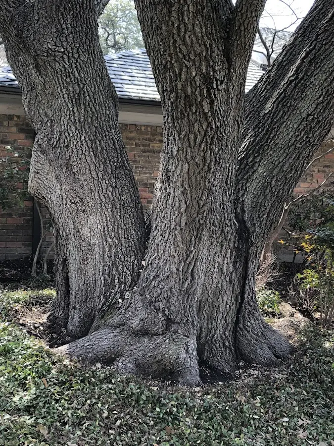 Mature heritage tree close to a Kings Mountain property cared for by certified arborists